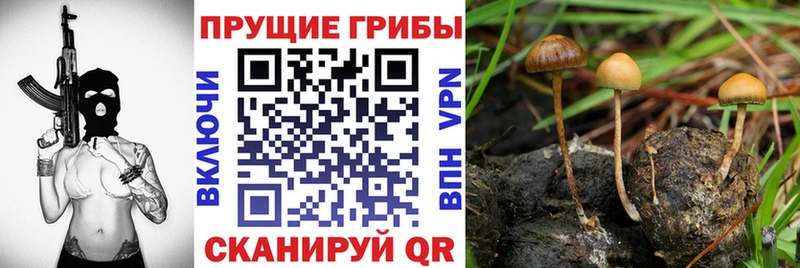 Купить закладки  Ипатово  Галлюциногенные грибы Psilocybine cubensis 